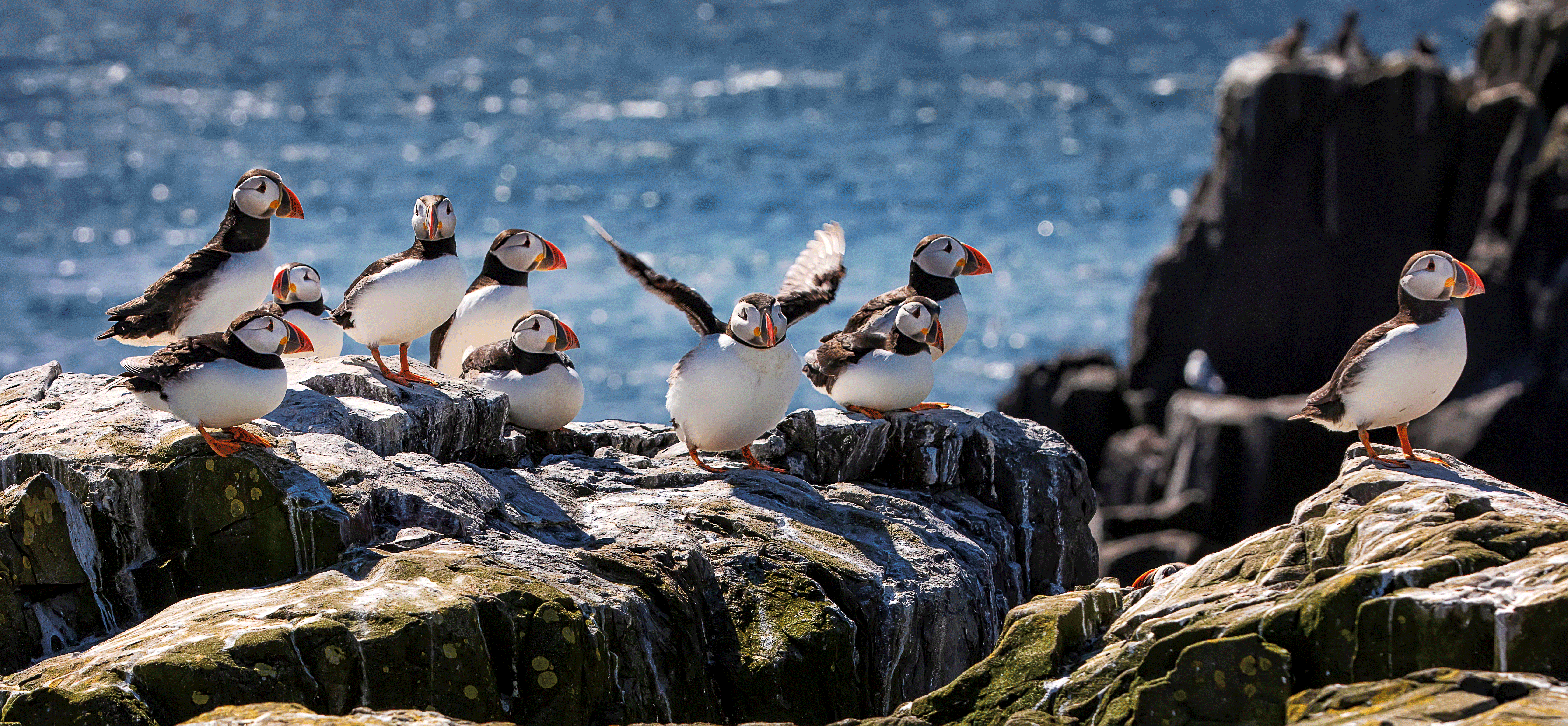 Puffins